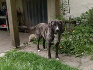 FRIEDA, Besitzerin verstorben - Bamberg