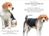 Beagle Deckrüden, KEIN VERKAUF - Preußisch Oldendorf