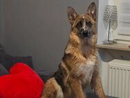 Wunderschöner Schäferhund Mix Welpe - Iserlohn Zentrum