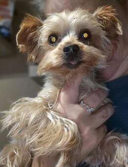 🌟 Bosco kleiner Yorkshire Terrier - Kassel