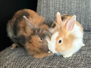 2 Kaninchen suchen ihr Traum Zuhause - Konken