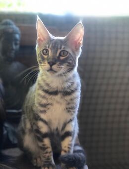 Maine coon Bengal Mix Mädchen und junge - Riederich