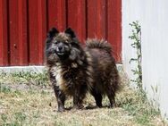Luna-4jähriger Mittelspitz - Kassel