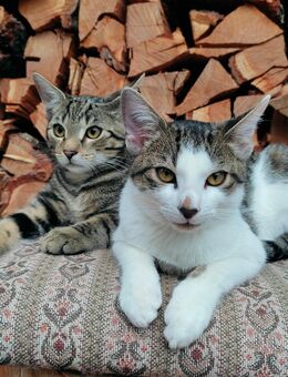 BKH Mix Kitten - Ölbronn-Dürrn