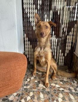 Hundherzchen Lulu ist bereit für dich - Gerlingen