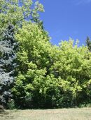 Minijob Gartenhilfe in 76137