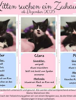 MaineCoon Bengal Mix Kitten - Sinsheim