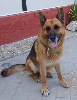 Garin 💚💚💚 Altersruhesitz gesucht - Herxheim (Landau)