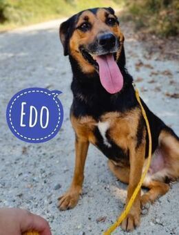 Edo ein sehr lieber Kerl - Mannheim