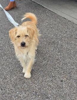 Freundlicher Pepe sucht eine Familie - Leonberg (Baden-Württemberg)