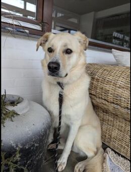 Sammy ein Retrievermix Freund fürs Leben - Nörvenich
