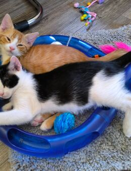 Kater im Doppelpack - Neuhausen (Spree)