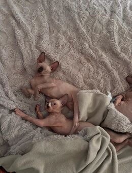 Hübsche Don Sphynx - Tauche