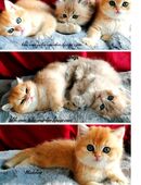 Reinrassige BKH Kitten mit Stammbaum in 88605