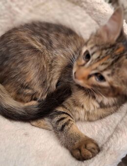 Maine Coon Kitten Mix m/w - Renchen