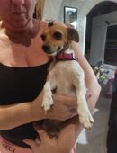 2 Hübsche Jack Rassell Chihuahua Mischlinge in 75305