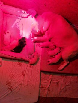 Labrador Welpen - Löhne