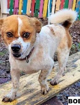 Hund Bobby sucht liebe Menschen - Neuhausen (Fildern)