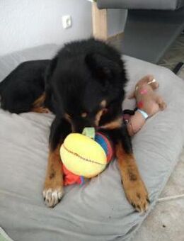 Freundlicher Berner Sennen-Rotweiler-Mix - Wassenberg