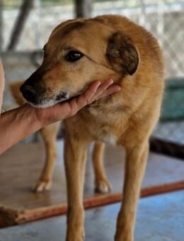 Kontaktfreudige, aktive LENE sucht! - Geilenkirchen