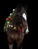 Irish Cob/lewitzer schweren herzens abzugeben in 49453