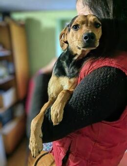 Szemi wartet auf seine Menschen - Nordwalde