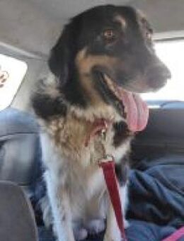 Lady - eine tolle Familienhündin - Mettmann