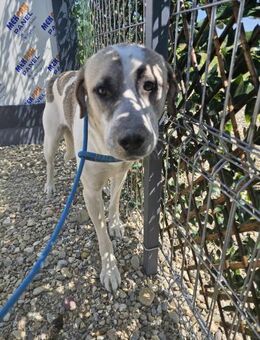 Pflegeleichter Pino sucht sein Zuhause - Mannheim