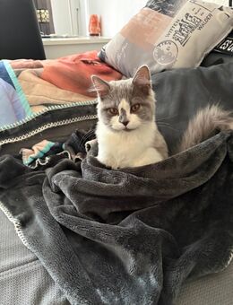 Ich suche ein liebevolles zu Hause - Chemnitz