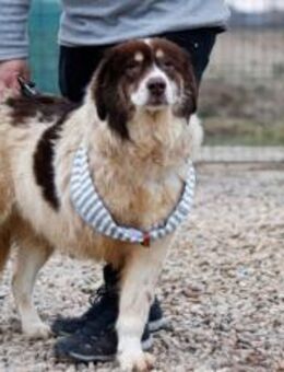 Dreibeinige Clementine sucht ein Zuhause - München