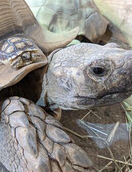 Spornschildkröte - Centochelys Sulcata - Jungtiere Sommer 2025 - Günzburg