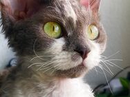 Devon Rex Mädchen mit Stammbaum – Allergikerfreundlich - Oldenburg