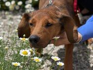 Grando: Kleiner Held sucht nach Liebe! - München