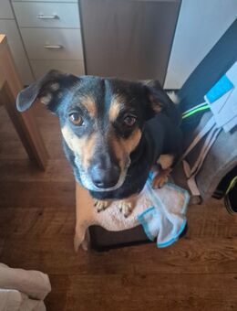 Pepper sucht ein zu Hause - Nalbach