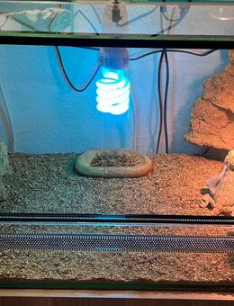 Zwergbartagame (Pogona henrylawsoni) Pärchen - Darmstadt Bessungen