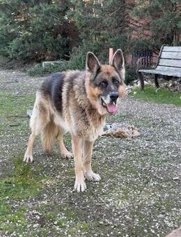 Renzo sucht seine Menschen - Fronreute