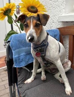 Liebe Sally braucht neues Heim - Berlin