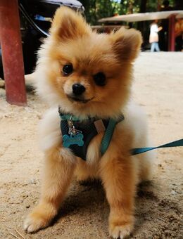 Mini Pomeranian Rüde Simba - Limbach-Oberfrohna