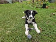 Border Collie - Rostock