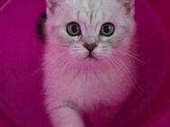 BKH Kitten Kätzchen Babykatze Männchen Junge - Lemgo