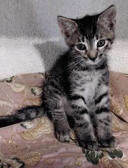Wunderschöne Hauskatzenkitten suchen ein neues Heim, Hausaufzucht! - Moosburg (Isar)