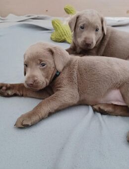 Wir haben ab 04.11 super süße reinrassige Labrador Welpen abzugeben - Rathenow