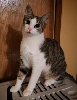 Zarte Mini - Ellerbek