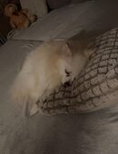 Zwergspitz Lou sucht ein liebevolles, ruhiges Zuhause 🐾 in 58239