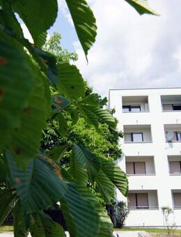 Karlsruhe-Neureut: Sonnige,freie 1 Zi.Wohnung mit Balkon im 1.OG eines gepflegten Mehrfamilienhauses - Karlsruhe