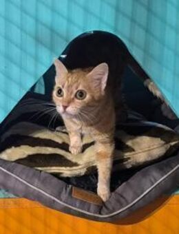 Liebevolle Schönheit Katy such DICH! - Walluf