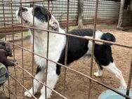 Liebevoller Clown, Rüde, 6 Jahre - Kappeln (Schleswig-Holstein)