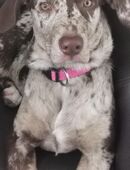 Wunderschöne Hündin – Magyar Vizsla x Australian Shepherd, 2025 geboren in 78713