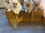 Pomeranian Zwergspitz Welpen - Eppenschlag
