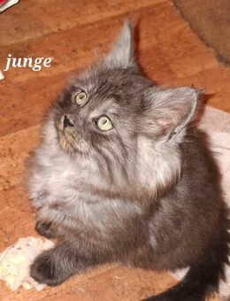 Typvolle Main Coon Kitten suchen ein neues Zuhause - Beierstedt
